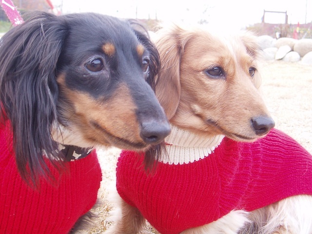 我が家の愛犬のミニュチュアダックス